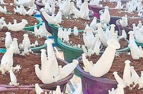 The mushrooms are sold at `240 per kilogram.