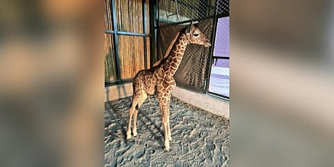 The newborn giraffe in Assam State Zoo-cum-Botanical Garden. (Photo | Twitter @Himanta Sharma)