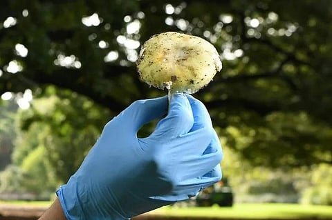 The deadly death cap mushroom is easily mistaken for edible varieties. (Photo | AFP)