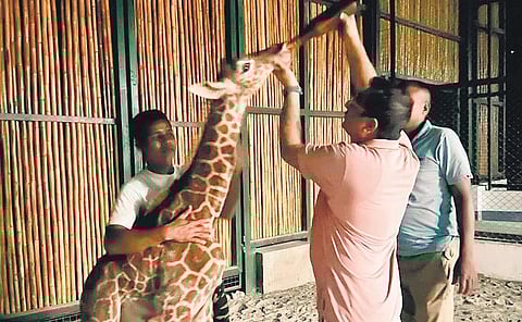 Assam zoo gets its first giraffe calf, citizens rush to name new inmate