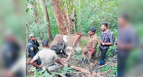 Crop raider makhna elephant that was found dead in the Pollachi forest range on Sunday evening