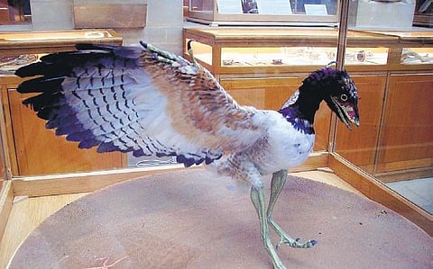 Flight of a million years