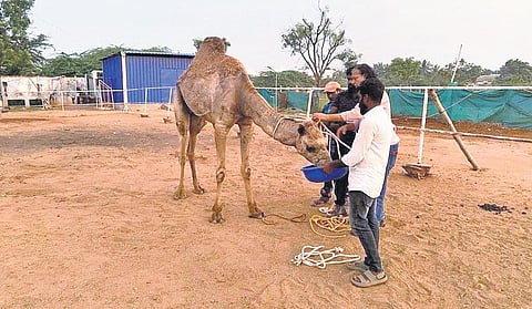 During investigation it was revealed three camels had gone missing and one died due to poor care | S Senbagapandian