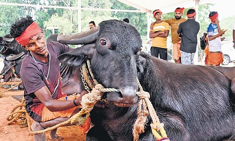 A man tends to his buffalo ahead of Kambala in Bengaluru on Wednesday | SHASHIDHAR BYRAPPA