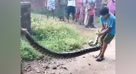 Screen grab of boy catching a python in Saligrama, Udupi. (Photo | Screengrab)