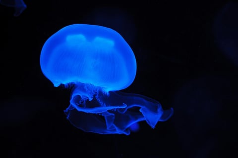 Representational image of a jellyfish