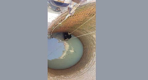 Safety net: C’garh forest dept plans to cover open wells to protect animals