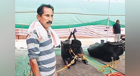 The team has four buffaloes participating in Bengaluru Kambala.