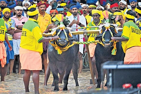 ’Bengaluru Kambala’ activities. (Photo | Express)