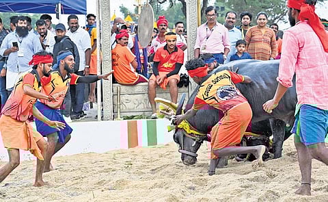 Bengaluru Kambala Samithi events in progress. (File Photo)