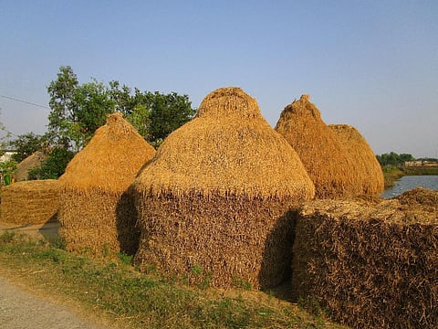 Harvested paddy stacked on a threshing floor in Kendrapara