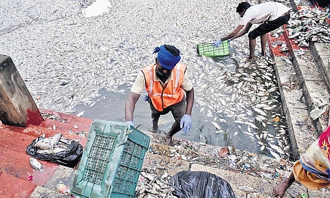 Sanitation workers clearing the dead fish that surfaced in the Kapaleeswarar temple tank in Mylapore on Monday. Water samples have been sent for tests | P Ravikumar