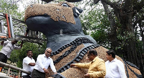 Geleyara Balaga chief BK Shivaram and others decorate a Nandi statue with groundnuts during the announcement of Kadalekai Parishe in Malleswaram on Monday | Express