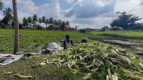 These insects eats radish from the inside and makes it difficult to identify. (Photo | Express)