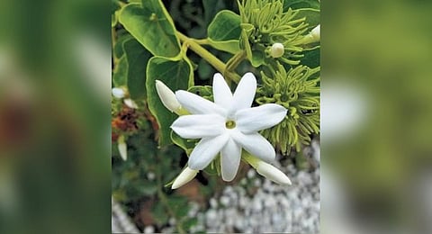 The land used for cultivation of Mysuru mallige is declining over the years, prompting intervention.(File Photo)