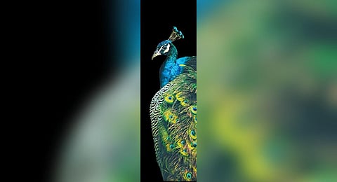 Image used for representational purposes only.