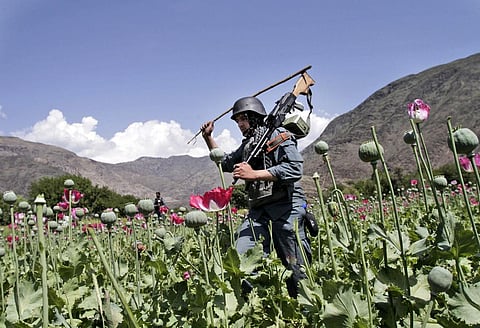 FILE - Armed Afghan policemen destroy an opium poppy field in Noorgal, Kunar province, east of Kabul, Afghanistan on April 13, 2013. (Photo | AP)
