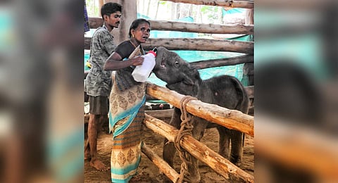 Shanthi and her son , Madhavan feeding the six month old baby elephant atthe care centre in Dhoni on Saturday