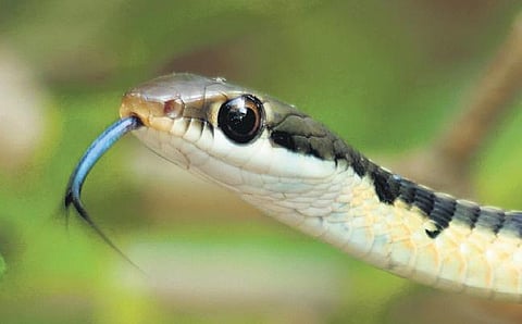 Picture credits: Express