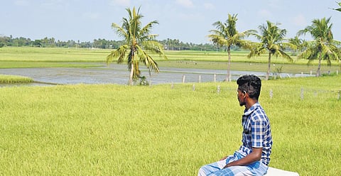 A farmer in his paddy field at Melavetti | M K Ashok Kumar