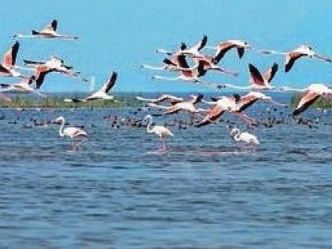 Chilika, Asia’s largest brackish water lagoon has geared up to host the winged guests with stringent protection measures. (File photo)
