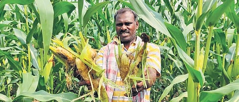 A farmer showing his maize crop reportedly damaged by wild boars in Perambalur’s Veppanthattai taluk. (File Photo | Express)