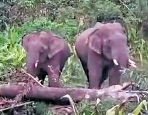 Wild elephants that entered Inchathotty in Kuttampuzha panchayat