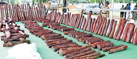 Tirupati district police seized red sanders worth Rs 4.4 crore in Sullurpeta limits along Andhra-Tamil Nadu border on Saturday | Express