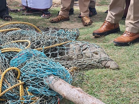 Forest department officials arrived and successfully retrieved the reptile.