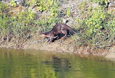 A smooth-coated otter, locally known as ‘Neeti Pilli’ in Telugu, is seen on the banks of Kadam River.