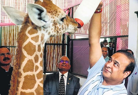 1st giraffe born in Guwahati Zoo named ‘Parijat’
