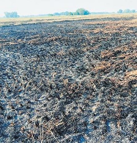 Paddy fields reduced to ashes | Express