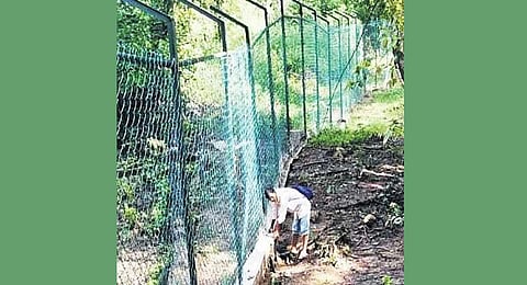 To keep wild tuskers away, soft release centers in Palamu Reserve to be guarded by solar fencing