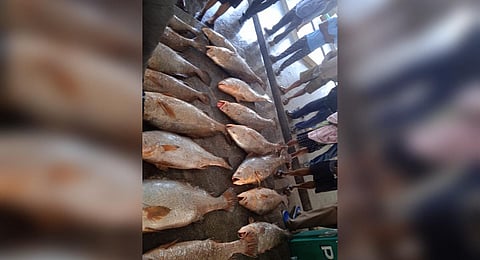 17 Ghol fishes weighing 315 kg, fetched an astonishing `19.50 lakh