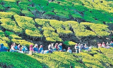 Proposal to permit multi-cropping on entire plantation land on cards in Kerala