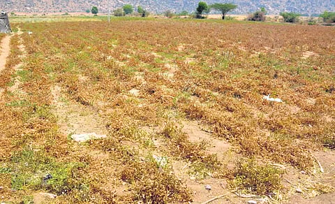 The tomato crop in drought-hit Aspari mandal of Kurnool district has withered due to non-availability of irrigation water | Express