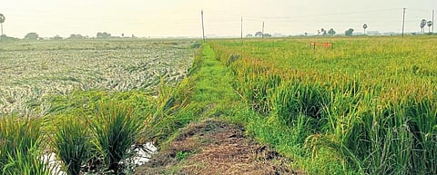 Crops cultivated conventionally withered under the storm’s impact, while naturally grown crops remain unaffected | Express