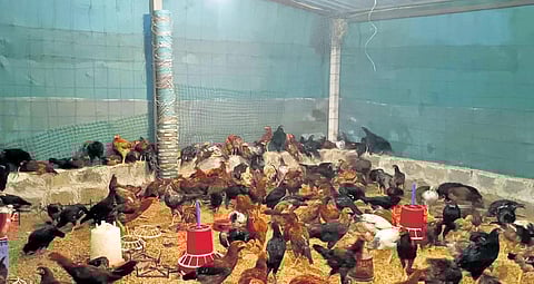 The Nirmal Mandal Samikya nurtures country chicks using organic feed; (below) A woman seen watering the field of vegetables