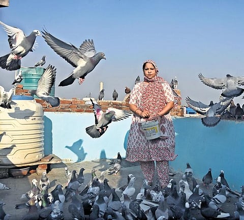 Shahina Parveen with her pigeons.
