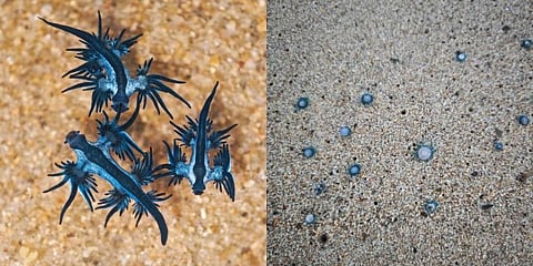 Marine biologists say these tiny organisms are 'mildly' venomous. (Photo | Srivatsan Ramkumar/ EPS)