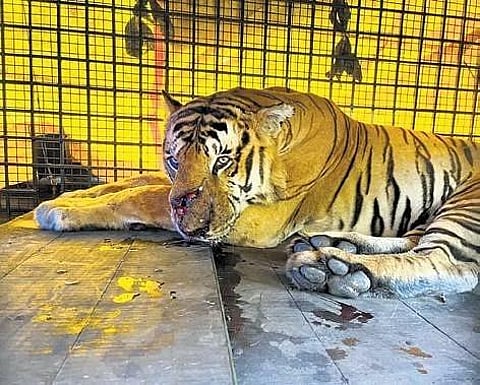 The 13-year-old male tiger was trapped in a cage set up on a coffee plantation near the colony at Koodallur.