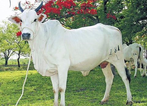 Image used for representational purposes only. (EPS Photo)