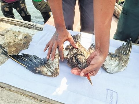A sick Caspian Tern rescued by the team on Wednesday. (Photo | Express)