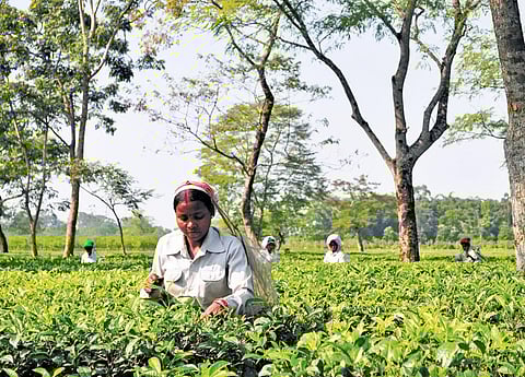 Representational image: Women workers at a tea estate