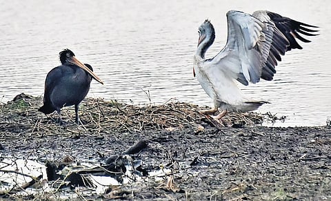 A pelican covered in oil seen with an unaffected one on the shores of a small canal near Manali in Chennai | P Ravikumar