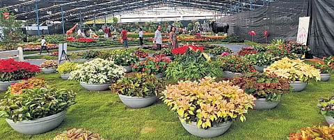 Scenes from the flower show, which will conclude on January 1