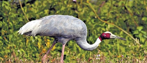 Sharp decline in migratory bird population