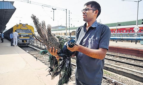The peacock that was injured | Nagaraja Gadekal, EPS