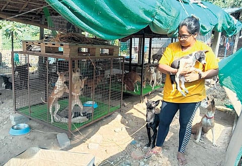 Saini Mishra at the animal shelter at CDA, Cuttack| Express
