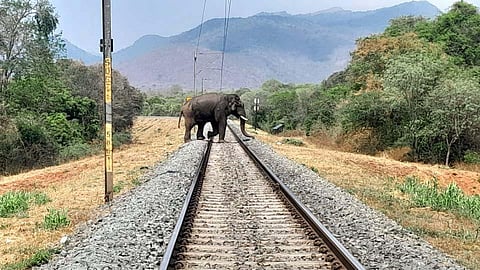 A wild elephant crossing the railway line B In Soolakkarai beat, inside Madukkarai forest range in Coimbatore.